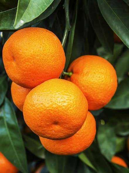 MANDARIN